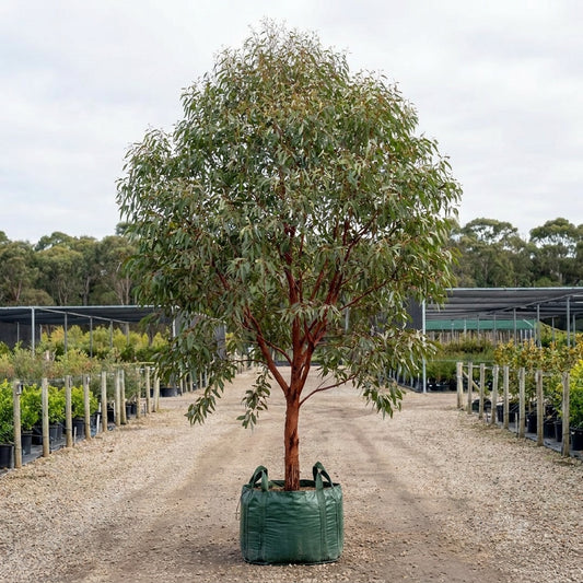 Flooded Gum - Eucalyptus rudis