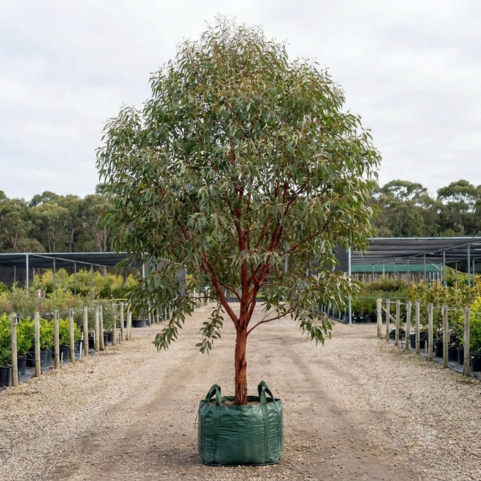 Flooded Gum - Eucalyptus rudis