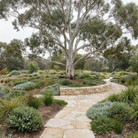 Flooded Gum - Eucalyptus rudis