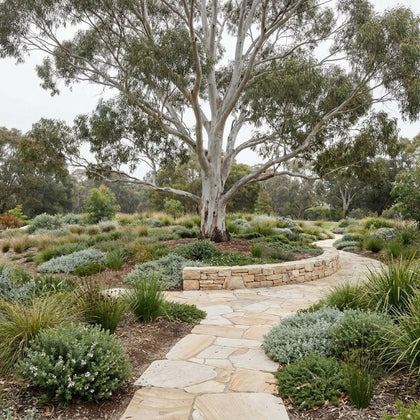 Flooded Gum - Eucalyptus rudis