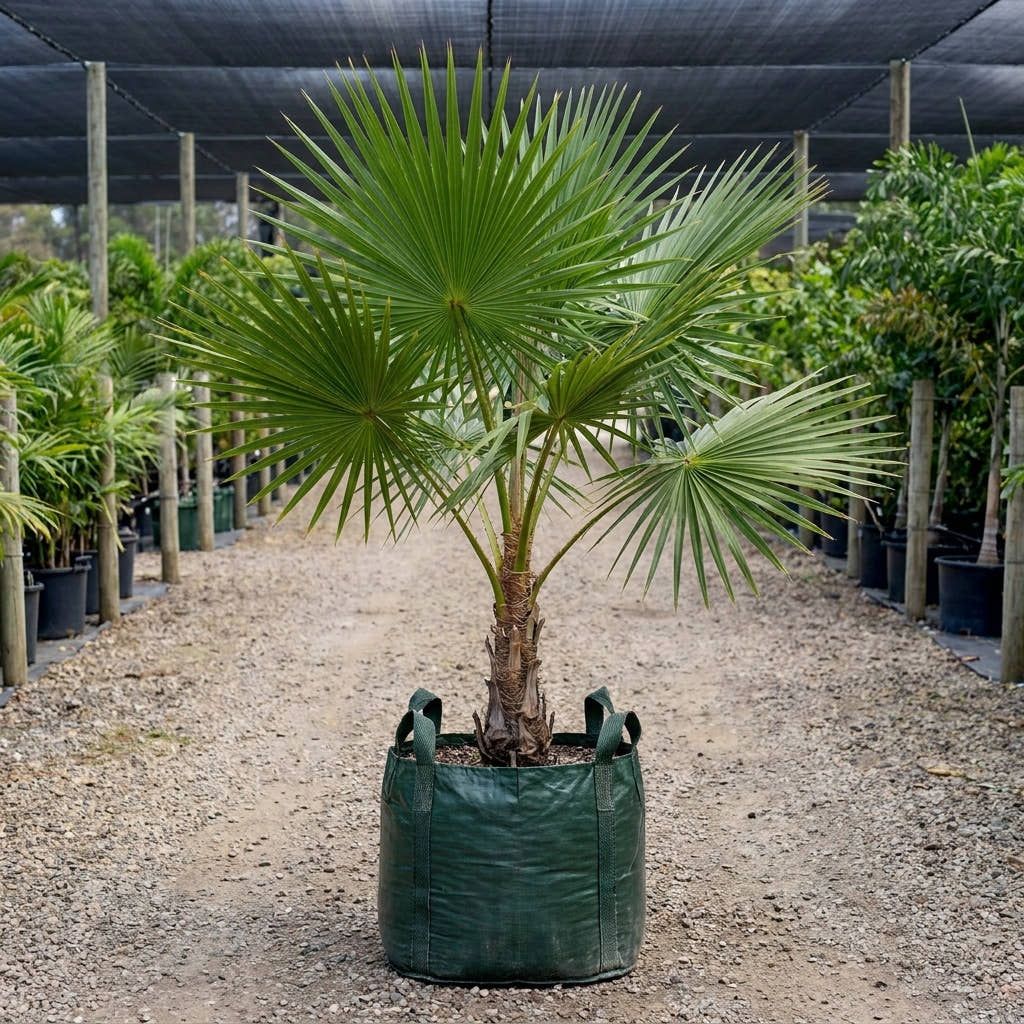Florida Thatch Palm - Thrinax radiata