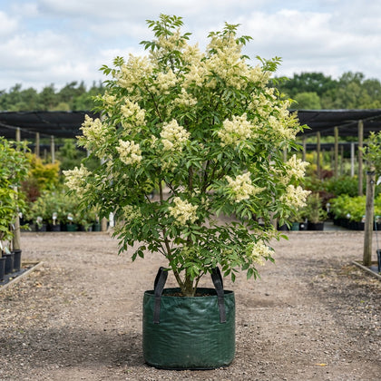 Flowering Ash - Fraxinus ornus