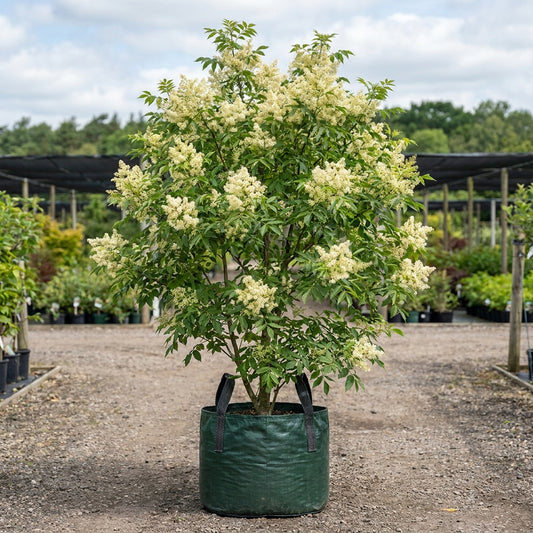 Flowering Ash - Fraxinus ornus