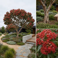 Flowering Gum - Corymbia ‘Beeliar Orange’