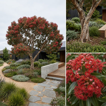 Flowering Gum - Corymbia 'Beeliar Orange'