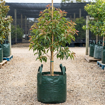 Flowering Gum - Corymbia 'Beeliar Orange'