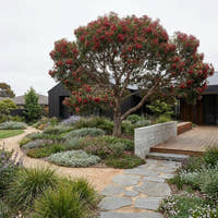 Flowering Gum - Corymbia ‘Beeliar Orange’