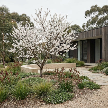 Flowering Peach - Prunus persica ‘Klara Mayer’