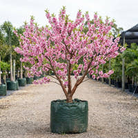 Flowering Peach - Prunus persica ‘Klara Mayer’
