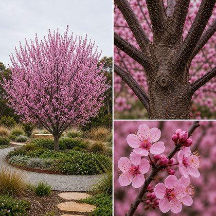 Flowering Plum - Prunus ‘Elvins’