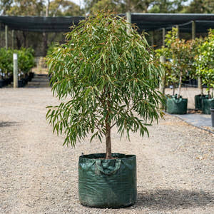 Forest Red Gum - Eucalyptus tereticornis