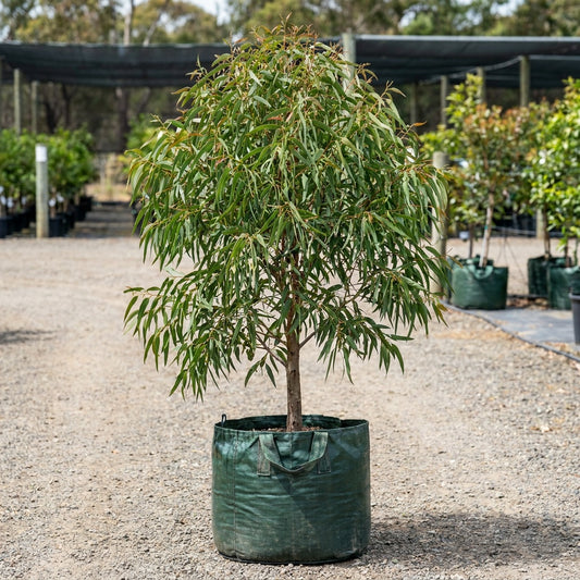 Forest Red Gum - Eucalyptus tereticornis