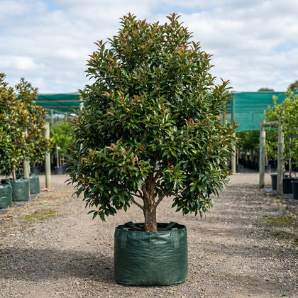 Forest Satinash Tree - Syzygium tierneyanum