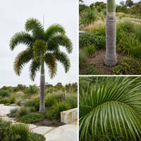 Foxtail Palm - Wodyetia bifurcata