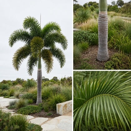 Foxtail Palm - Wodyetia Bifurcata