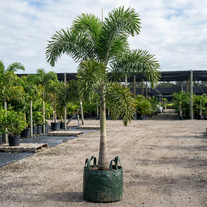 Foxtail Palm - Wodyetia Bifurcata
