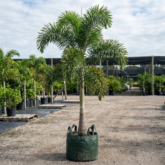 Foxtail Palm - Wodyetia Bifurcata