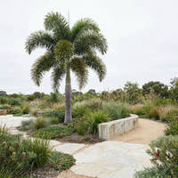 Foxtail Palm - Wodyetia bifurcata