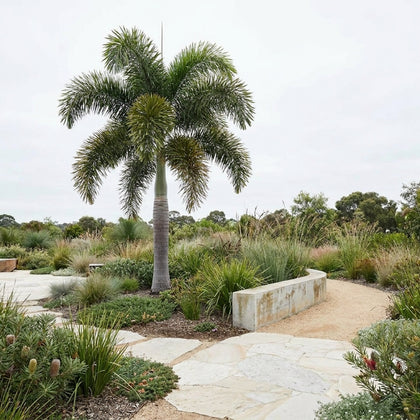 Foxtail Palm - Wodyetia Bifurcata