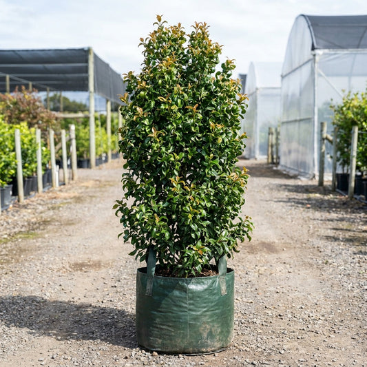 Francis's Lilly Pilly - Syzygium francisii