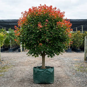 Frank Jr Red Maple - Acer rubrum ‘Frank Jr Redpointe’