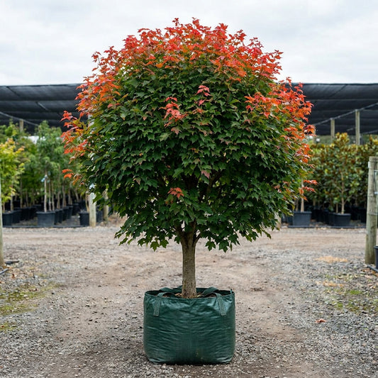 Frank Jr Japanese Maple - Acer rubrum 'Frank Jr Redpointe'