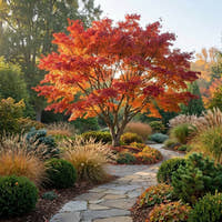 Frank Jr Red Maple - Acer rubrum ‘Frank Jr Redpointe’