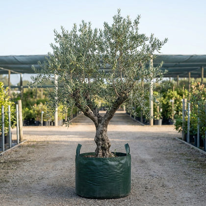 Frantoio Olive Tree - Olea europaea 'Frantoio'