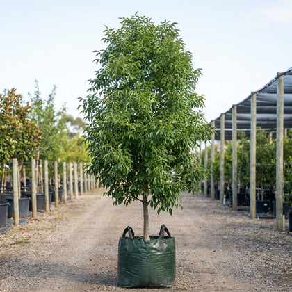 Fraxinus pennsylvanica Cimmaron™ - Fraxinus pennsylvanica ‘Cimmzam’