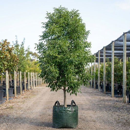 Fraxinus pennsylvanica Cimmaron™ - Fraxinus pennsylvanica ‘Cimmzam’