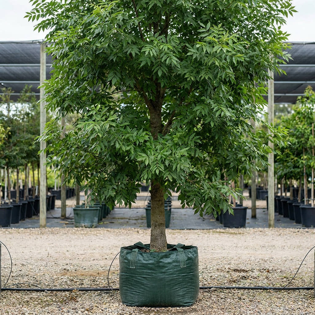 Fraxinus pennsylvanica Urbanite® - Fraxinus pennsylvanica ‘Urbdell’