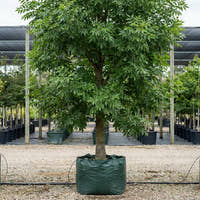 Fraxinus pennsylvanica Urbanite® - Fraxinus pennsylvanica ‘Urbdell’