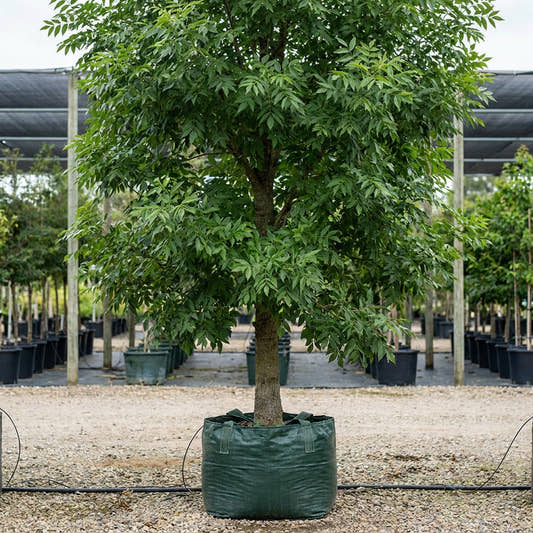 Fraxinus pennsylvanica Urbanite® - Fraxinus pennsylvanica ‘Urbdell’