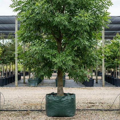 Fraxinus pennsylvanica Urbanite® - Fraxinus pennsylvanica ‘Urbdell’