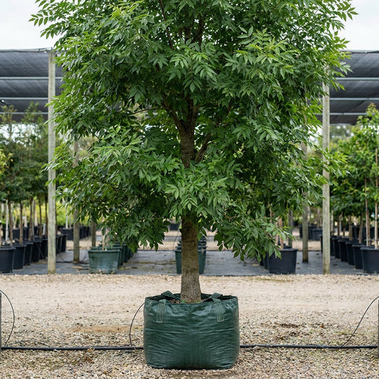 Fraxinus pennsylvanica Urbanite® - Fraxinus pennsylvanica ‘Urbdell’
