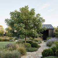 Fraxinus pennsylvanica Urbanite® - Fraxinus pennsylvanica ‘Urbdell’