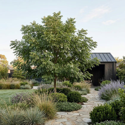 Fraxinus pennsylvanica Urbanite® - Fraxinus pennsylvanica ‘Urbdell’