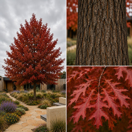 Freefall Pin Oak - Quercus palustris ‘Freefall’