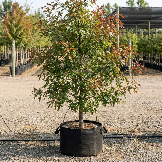 Freefall Pin Oak - Quercus palustris ‘Freefall’