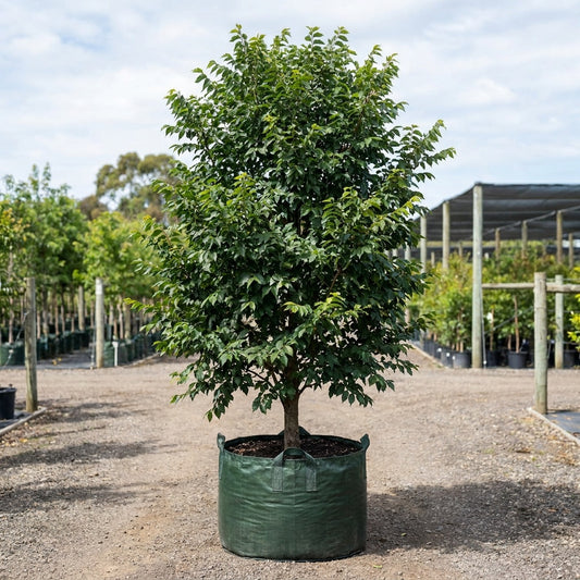 Frontier Elm - Ulmus carpinifolia × parvifolia ‘Frontier’