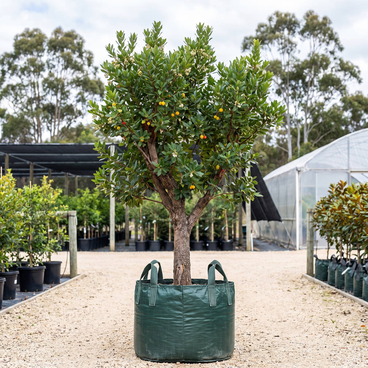 Strawberry Tree - Arbutus unedo
