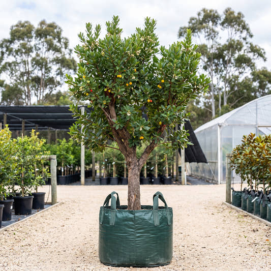 Strawberry Tree - Arbutus unedo