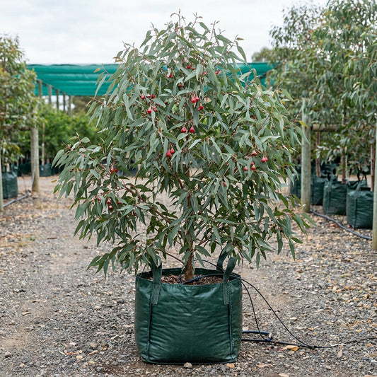 Fuchsia Gum - Eucalyptus forrestiana