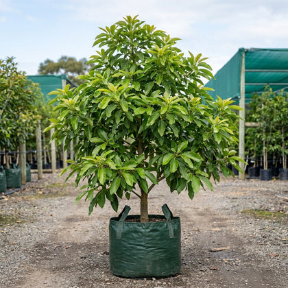 Fuerte Avocado Tree - Persea americana 'Fuerte'