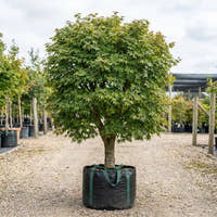 Full Moon Maple - Acer japonicum ‘Vitifolium’