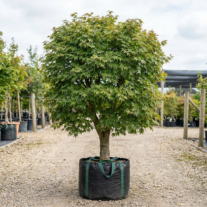 Full Moon Maple - Acer japonicum ‘Vitifolium’