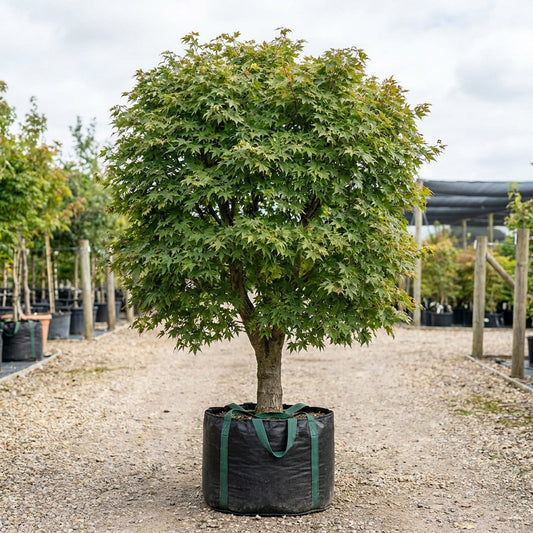 Full Moon Maple - Acer japonicum ‘Vitifolium’