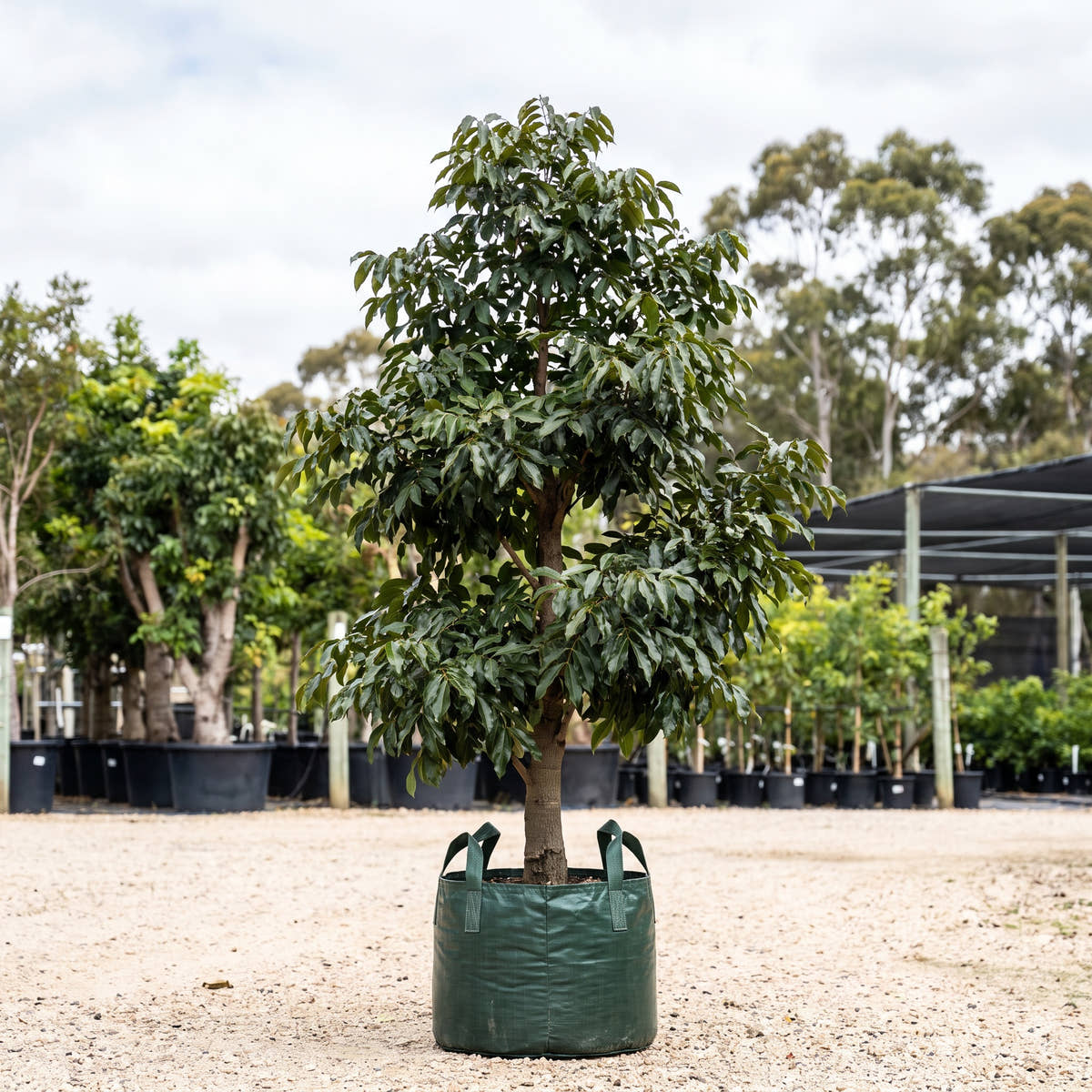 Black Bean - Castanospermum australe