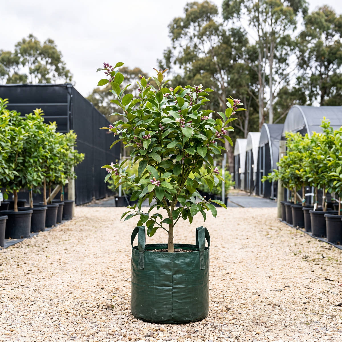 Meyer Lemon - Citrus limon ‘Meyer’