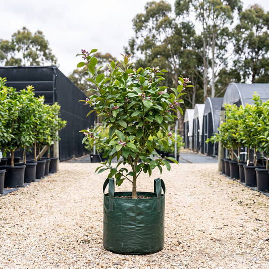 Meyer Lemon - Citrus limon ‘Meyer’